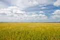 Padi Field, Sekinchan, Malaysia